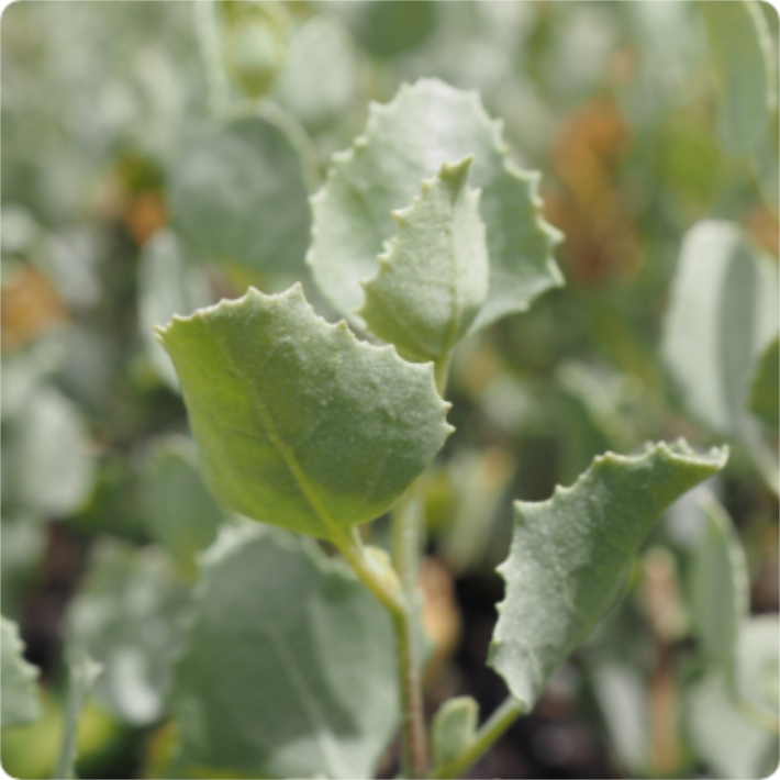 Atriplex nummularia (Old Man Saltbush) is a tough, medium shrub, 1-3m high x 2-4m wide. Attractive silvery- grey leaves. Very hardy, tolerating severe droughts and periodic flooding. Frost and salt tolerant. Good screen and fodder plant. Available at Worn Gundidj.