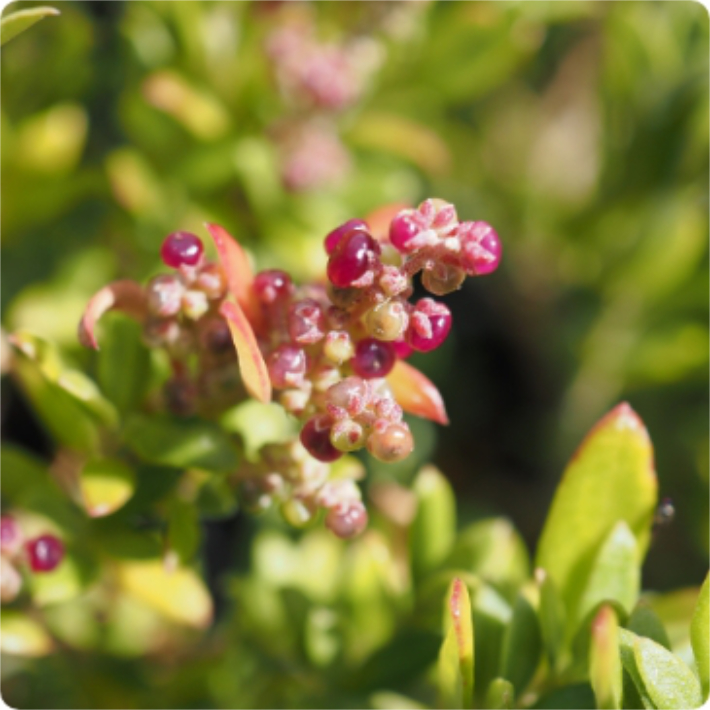 Rhagodia candolleana (Seaberry Saltbush) is a hardy, dense sprawling or scrambling shrub to 2m high x several metres spread. Succulent dark green leaves. Inconspicuous tiny flowers in summer-autumn are followed by small pale green berries which ripen to deep red. Available at Worn Gundidj.