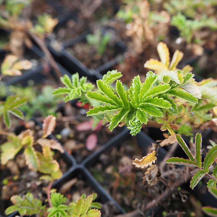 Acaena novae-zelandiae (Bidgee Widgee) is an rambling ground cover forming a dense layer of small fern-like foliage to 10cm high x around 1m spread. Available at Worn Gundidj nursery