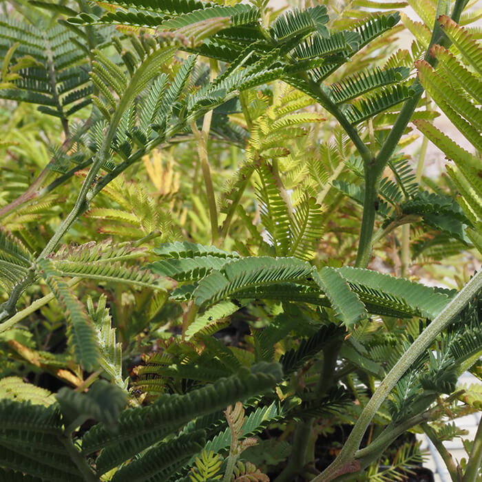 Acacia mearnsii (Black Wattle) grows up to 6-10m high. Available at Worn Gundidj nursery