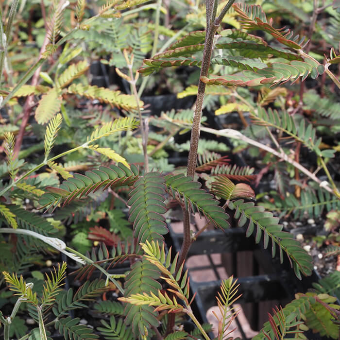 Acacia melanoxylon (Blackwood) is a large fast growing wattle. Great for revegetation and wildlife corridors. Available at Worn Gundidj Nursery.