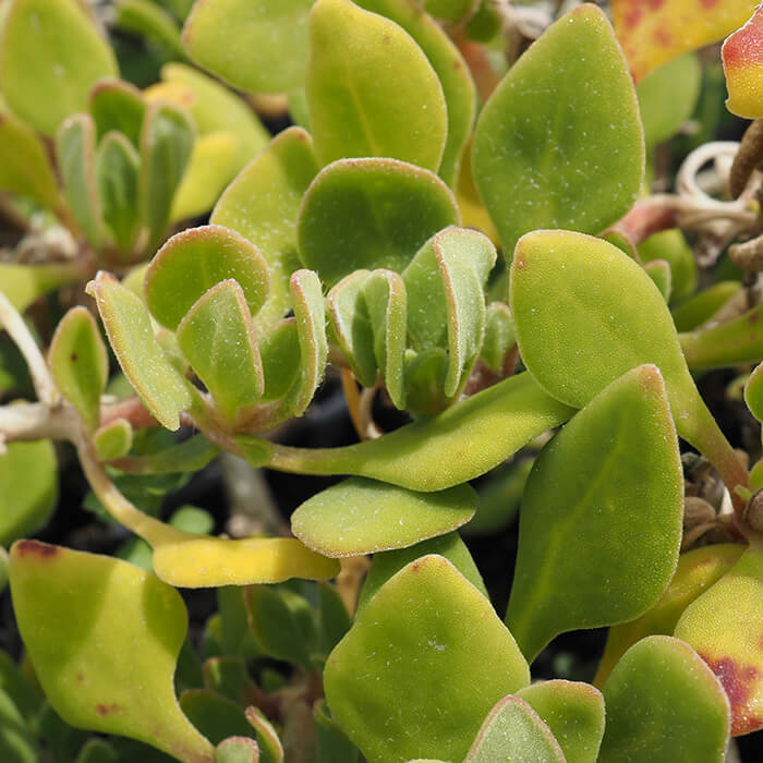 Tetragonia implexicoma (Bower Spinach) is a trailing succulent coastal ground cover to 2m wide. Available at Worn Gundidj Nursery.