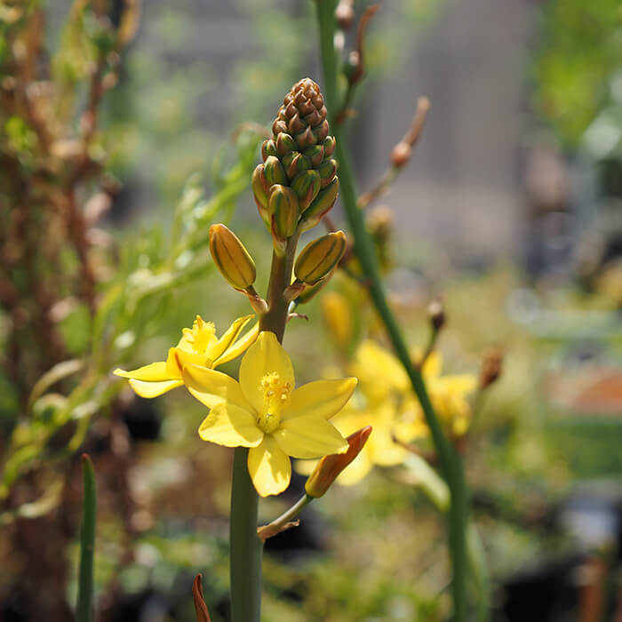 This native Bulbine Lily grows 15cm with the flower spike bearing numerous star shaped yellow flowers to 30 cm. Available at Worn Gundidj Nursery.