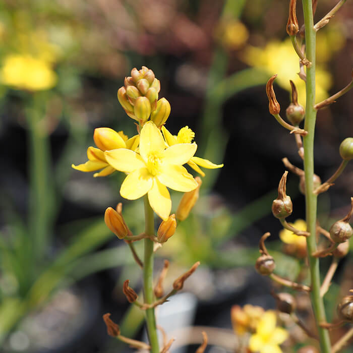 This native Bulbine Lily grows 15cm with the flower spike bearing numerous star shaped yellow flowers to 30 cm. Available at Worn Gundidj Nursery.