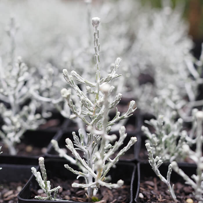 Leucophyta brownii (Cushion Bush) is a small rounded shrub to 1m with silvery-grey foliage. Available at Worn Gundidj Nursery.