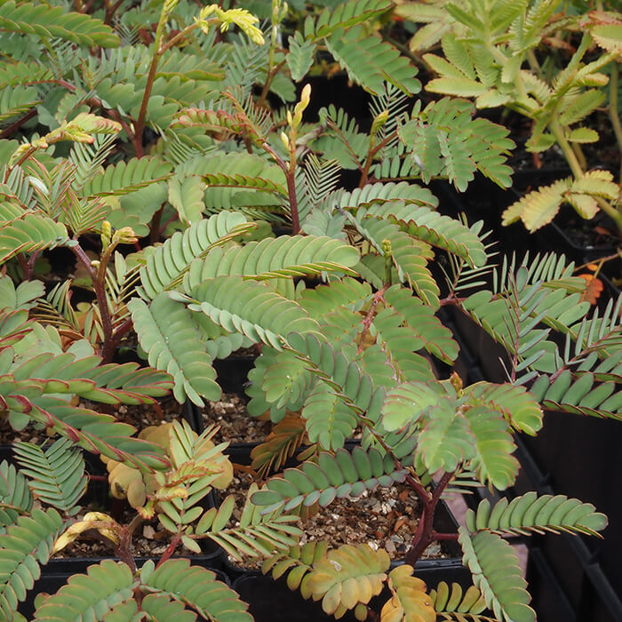 Acacia dealbata (Silver Wattle) is an evergreen medium tree. Grey fern-like foliage with bright yellow perfumed flowers in spring. Available at Worn Gundidj