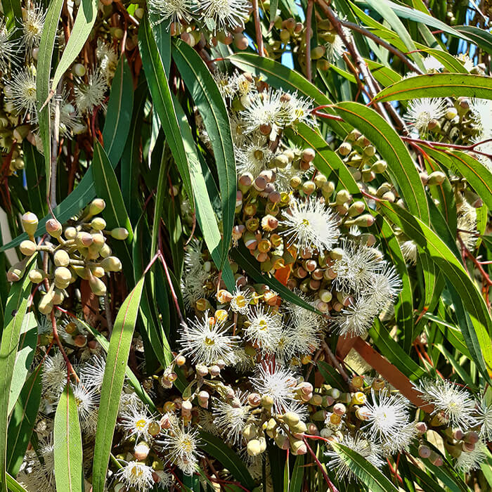 Corymbia citriodora The ornamental (Lemon Scented Gum) scented gum powder and flakes are perfect for teas and infusions, sauces and marinades, baking.