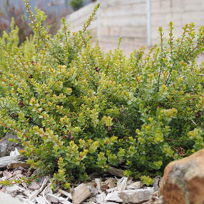 Kunzea Pomifera (Muntries) are a hardy, low growing shrub, to 50cm high x 1-5m spread. Available at Worn Gundidj Nursery.