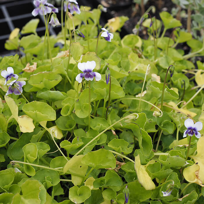Prostanthera incisa (Native Violet) is a herbaceous ground cover, spreading by layering stems. Bright green kidney-shaped leaves. Available at Worn Gundidj.