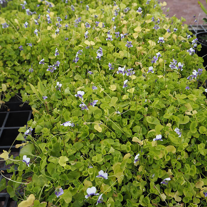 Viola hederacea (Native Violet) is a herbaceous ground cover, spreading by layering stems. Bright green kidney-shaped leaves. Available at Worn Gundidj.