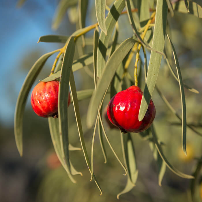Quandong are perfect for jams and preserves, sauces and relishes, juices and deserts.