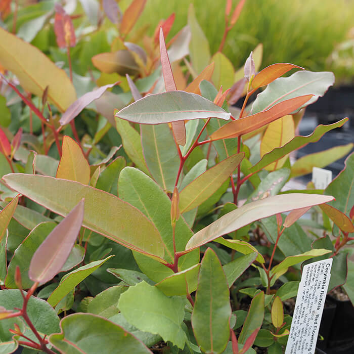 Corymbia ficifolia (Red Flowering Gum) is a small tree with stout trunk and dense, heavily branched crown. Profusely flowering from summer to autumn. Available at Worn Gundidj.