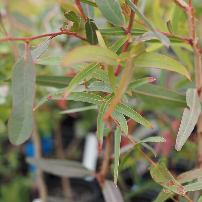 Eucalyptus camaldulensis (River Red Gum) is an evergreen tall tree 15 -30 meters in height. Ideal as a wind break. Frost tender when young. Branch dropper. Available at Worn Gundidj.