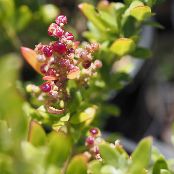 Rhagodia candolleana (Seaberry Saltbush) is a hardy, dense sprawling or scrambling shrub to 2m high x several metres spread. Succulent dark green leaves. Inconspicuous tiny flowers in summer-autumn are followed by small pale green berries which ripen to deep red. Available at Worn Gundidj.