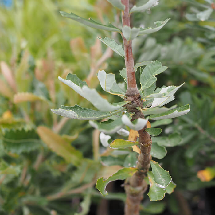 Banksia marginata (Silver Banksia) is a evergreen tall shrub or small tree. Attractive foliage, cones of yellow flowers in autumn and winter. Available at Worn Gundidj.