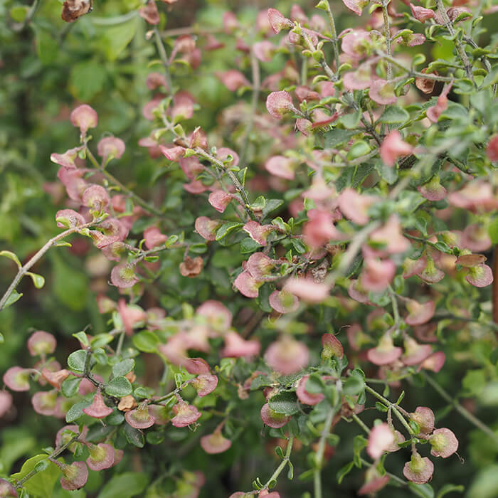 Prostanthera incisa (Native Thyme) is a compact native shrub to 1.5m high. Toothed leaves have a strong aroma when crushed. Mauve flowers in spring. Available at Worn Gundidj.