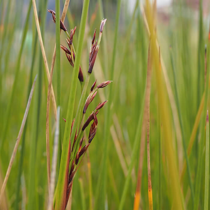Juncus kraussii (Shore Rush) is a perennial herb to 1.2m, forming a large clumps, stems arising from creeping rhizome. Occurs in saline habitats. Inflorescence bronze flowers November-December. Available at Worn Gundiudj.