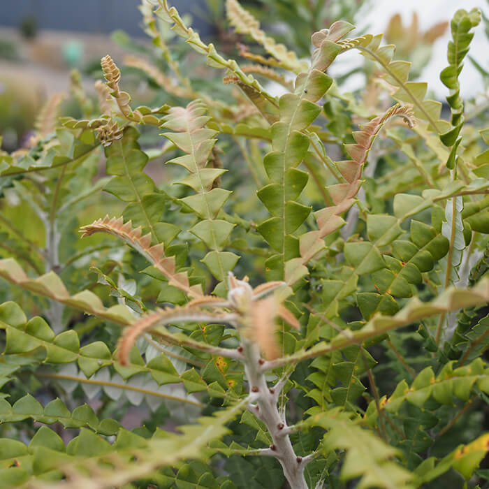 Showy Banksia is an evergreen medium to tall shrub, attractive foliage cones of white to creamy yellow flowers, silver in bud in summer and autumn. Tolerates dryness and lime. Available at Worn Gundidj