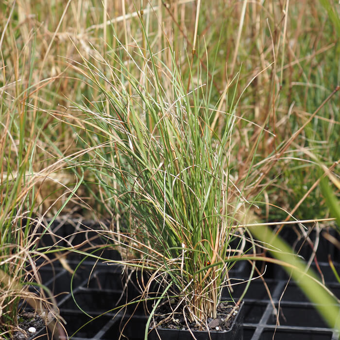 Austrodanthonia caespitosa (Wallaby grass) is used widely as a native lawn. It grows up to 1m in height with a width of 30-60cm. Available at Worn Gundidj Nursery.