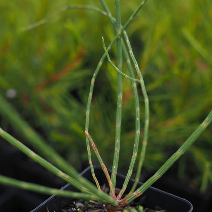 Allocasuarina verticillata (Drooping Sheoak) is a small erect tree, 4-11m high x 3-6m wide. Dropping soft needle-like foliage. Available at Worn Gundidj.
