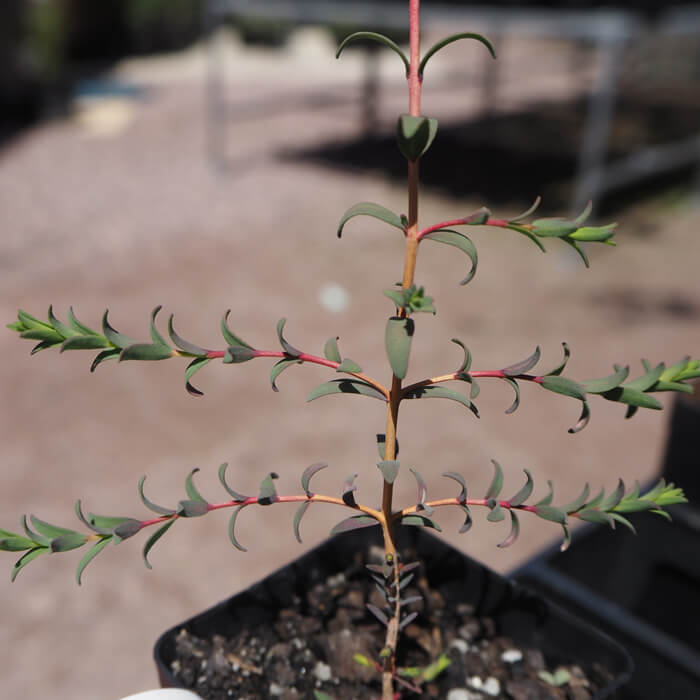 Melaleuca halmaturorum (Kangaroo Island Paper bark) is an evergreen large shrub to small tree, small dark green leaves, small white flowers in spring. Available at Worn Gundidj.