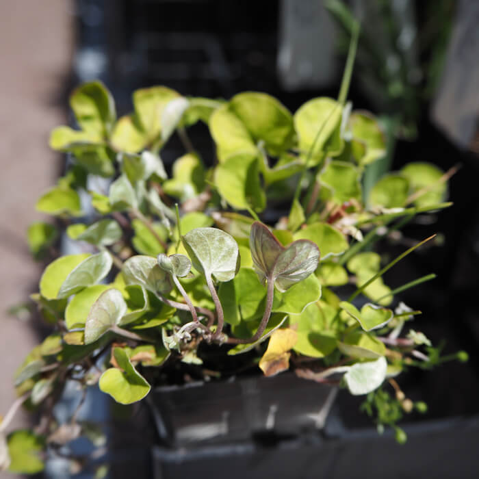 Dichondra repens (Kidney Weed) is a native groundcover with dense spreading foliage of kidney shaped leaves. Green flowers in spring - summer. Available at Worn Gundidj.