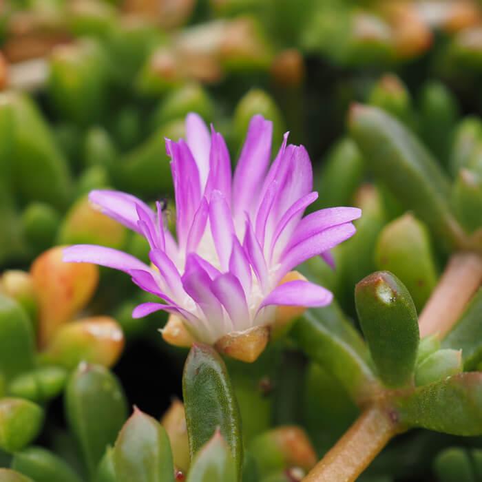 Disphyma crassifolium (Noonflower) is a succulent with bright white flowers in spring or summer. Edible leaves susceptible to snail/slug attack. Available at Worn Gundidj.