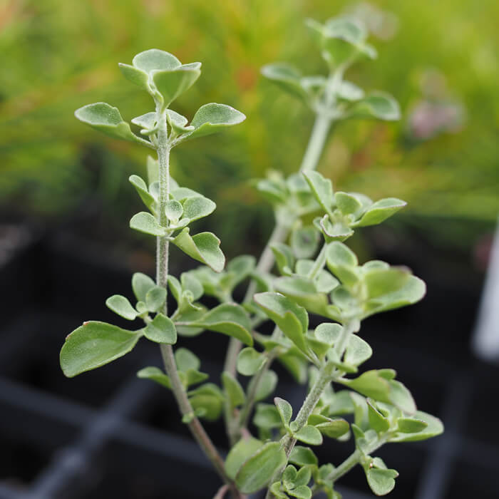 Prostanthera rotundifolia  (Round-Leaf Mint Bush) Oregano is a evergreen medium to tall shrub, rounded small leaves, lilac flowers in spring. Available at Worn Gundidj.