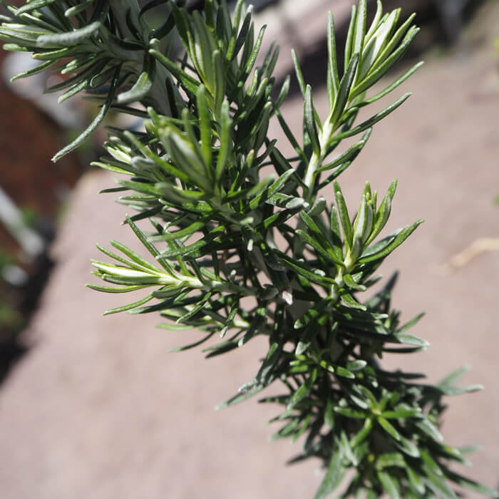 Ozothamnus ferrugineus (Tree Everlasting) is an open rounded shrub 2-6m high x 1-3m wide. White flower clusters over summer. Available at Worn Gundidj.