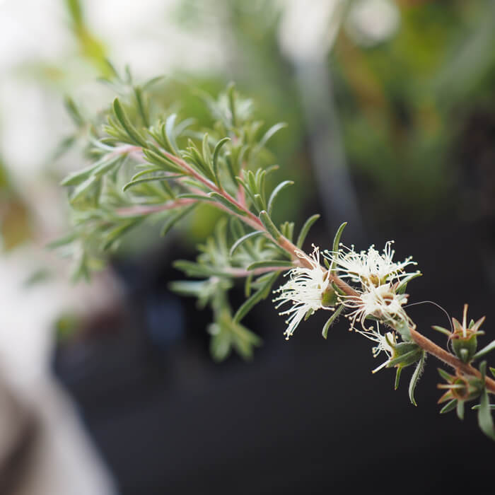 Kunzea ambigua (White Kunzea) Hardy species, prostrate form to shrub 3m high. Mauve buds followed by white honey-scented flowers in spring. Available at Worn Gundidj.
