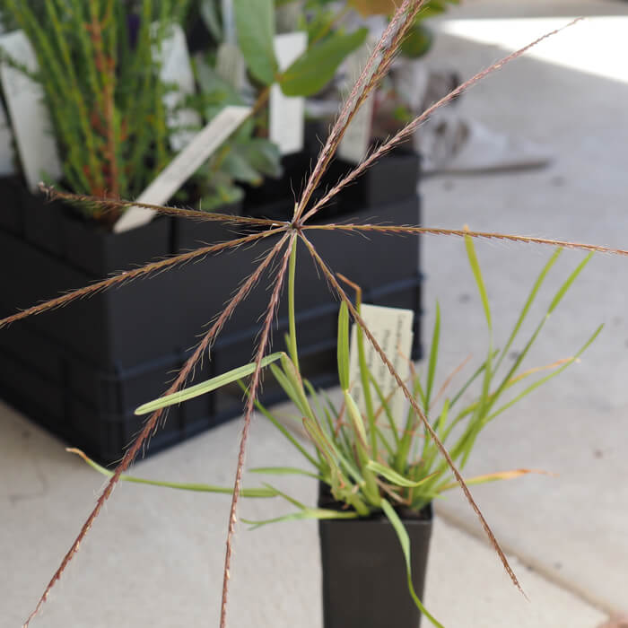 Chloris truncata (Windmill Grass) is a tufted grass 15-45cm with a dense low crown Bluish green narrow rough leaves flowering spring-summer. Available at Worn Gundidj.
